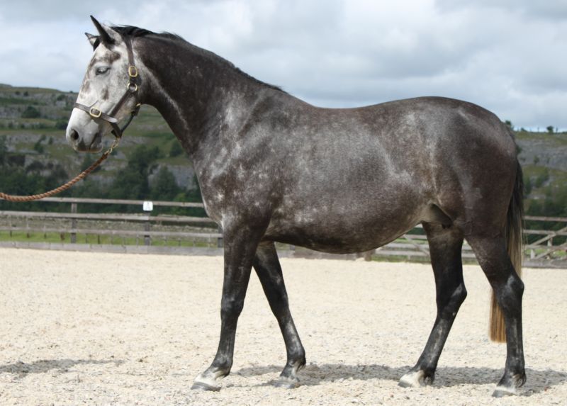 Cheap Good Horses For Sale at Bruce Lowe blog Cheap Good Horses For Sale at Bruce Lowe blog