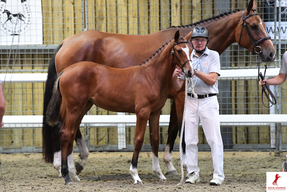 Horses For Sale