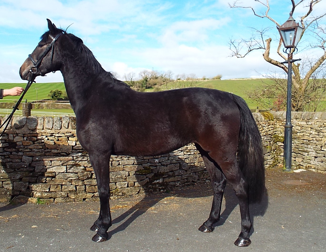 Race Horse For Sale Uk